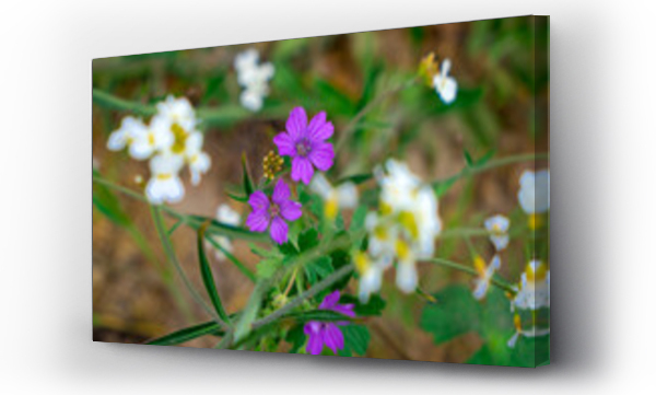Wizualizacja Obrazu : #501870844 kwiaty na kwietniku na wiosn? w zbli?eniu