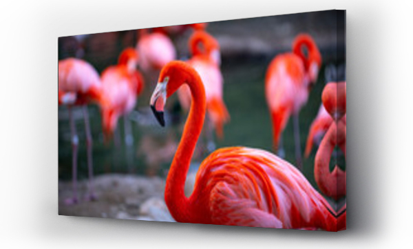 Wizualizacja Obrazu : #501978935 Closeup profile portrait of a pink flamingo. A group of flamingoes. Pink flamingos against green background. Phoenicopterus roseus, flamingo family.