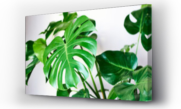 monstera