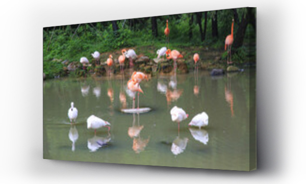 Wizualizacja Obrazu : #502039507 flamingos