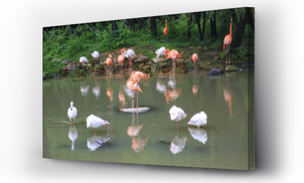 flamingi, Flamingos