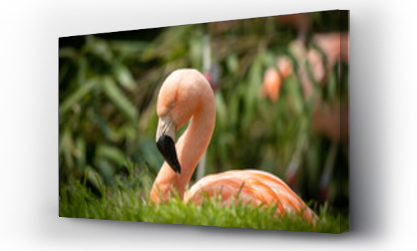 Wizualizacja Obrazu : #502320452 a pink flamingo sitting in the grass