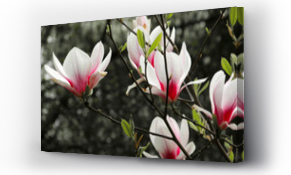 Wizualizacja Obrazu : #50234417 magnolia