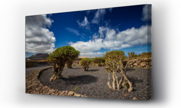 Wizualizacja Obrazu : #502449638 Niezwyk?a przyroda i krajobrazy na Lanzarote