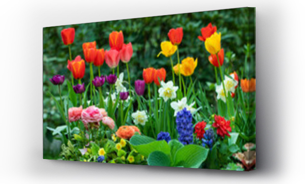 Wizualizacja Obrazu : #502559273 wiosenne kompozycje kwiatowe w ogrodzie, tulipany, narcyze, hiacynty i jaskry na tle soczystej zieleni