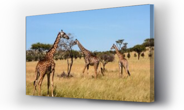 Wizualizacja Obrazu : #502623269 Giraffes (Giraffa camelopardalis) on the savannah plains, Serengeti National Park, Tanzania