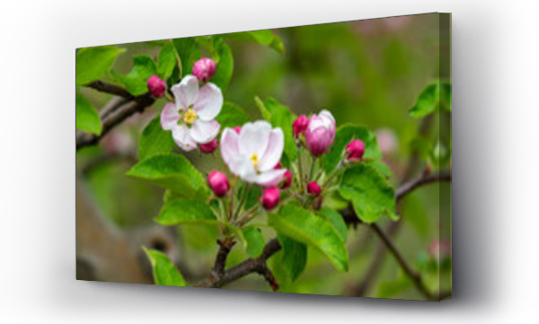 Wizualizacja Obrazu : #502681102 kwiaty jab?oni, kwiaty drzewa jab?oni, kwitn?ca jab?o? macro 