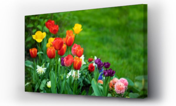 Wizualizacja Obrazu : #502716422 wiosenne kompozycje kwiatowe w ogrodzie, tulipany, narcyze, hiacynty i jaskry na tle soczystej zieleni