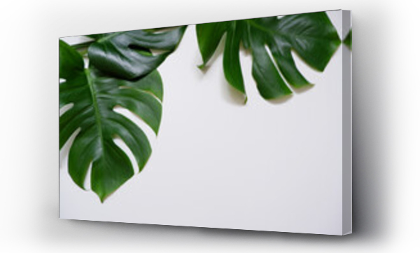 Wizualizacja Obrazu : #502887309 Green monstera leaves on white background. Summer, Tropical concept green leaf composition. 