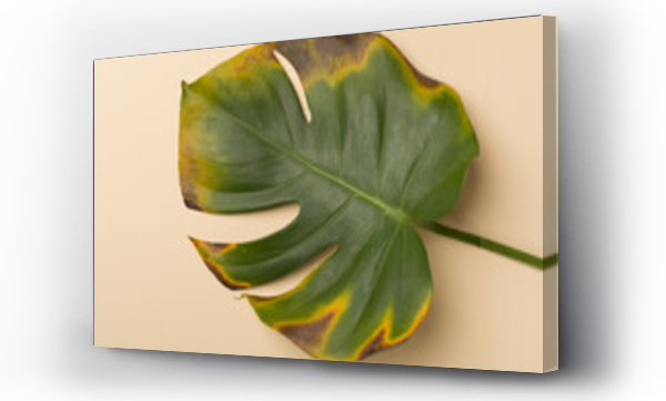 Wizualizacja Obrazu : #503000462 Sick monstera leaf on color background, top view. Plant disease