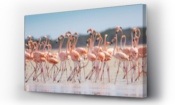 Wizualizacja Obrazu : #503096791 Flamingi karmazynowe ?ac. phoenicopterus ruber brodz?ce w wodzie. Fotografia z Santuario de fauna y flora los flamencos w Kolumbii.