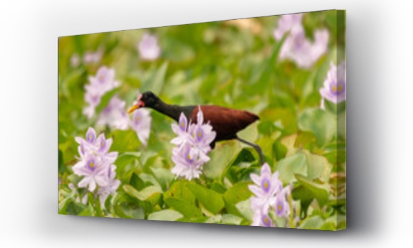 Wizualizacja Obrazu : #503099062 D?ugoszpon krasnoczelny ?ac. Jacana jacana chodz?cy po kwiatach lilii wodnych. Fotografia z Santa Rosa Reserve Natural Gamboa w Amazonii w Peru.
