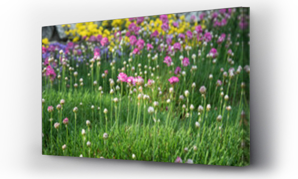 Wizualizacja Obrazu : #503568386 Kwitn?ce kwiaty polne. Wiosna w ogrodzie.