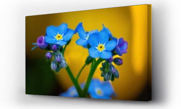 Wizualizacja Obrazu : #503613067 Niezapominajki - wiosenne niebieskie kwiaty w skali makro