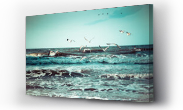 morze, plaża, ptaki, Woda ptaki