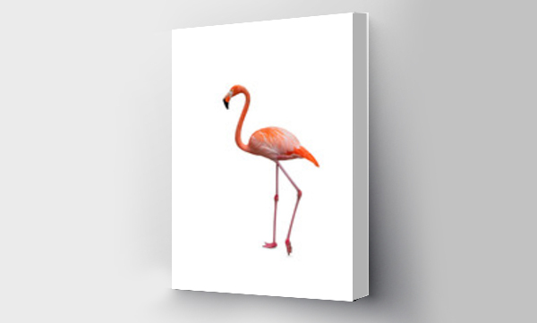 Wizualizacja Obrazu : #504235069 American flamingo isolated on white background. Side view.
