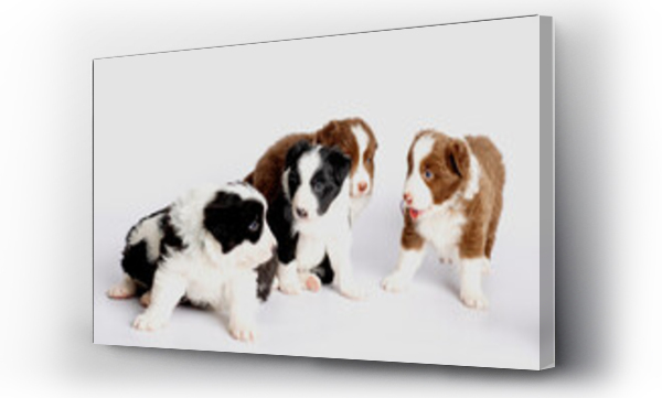 Wizualizacja Obrazu : #504326576 border collie puppies 