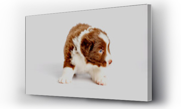 Wizualizacja Obrazu : #504328953 border collie puppies 