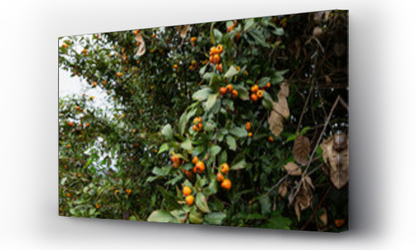 Wizualizacja Obrazu : #504546269 Landscape of tejocote  hawthorns fruit on a trees