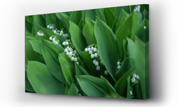 konwalie, Kwiaty, Kwiaty wiosenne białe, Liście