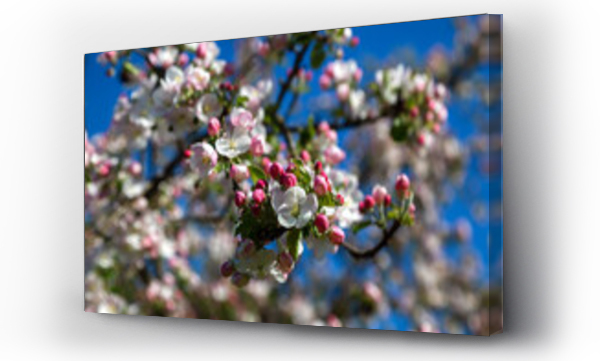 Wizualizacja Obrazu : #505512372 Wiosenne kwiaty jab?oni, Podlasie, Polska