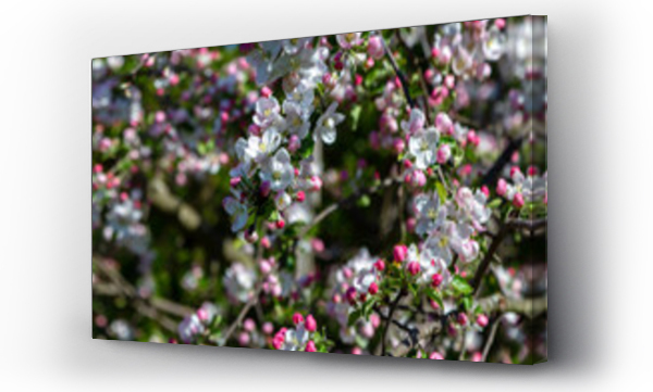 Wizualizacja Obrazu : #505512375 Wiosenne kwiaty jab?oni, Podlasie, Polska