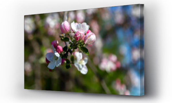 Wizualizacja Obrazu : #505512378 Wiosenne kwiaty jab?oni, Podlasie, Polska