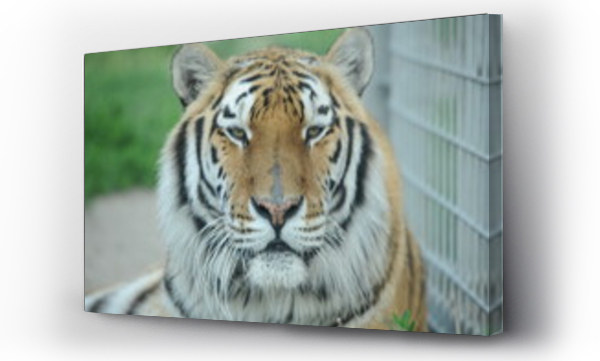 Wizualizacja Obrazu : #505537991 dzikie zwierz?ta, drapie?niki, tygrys,