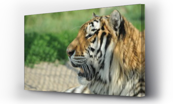 Tygrys, zwierzęta, Zwierzęta dzikie