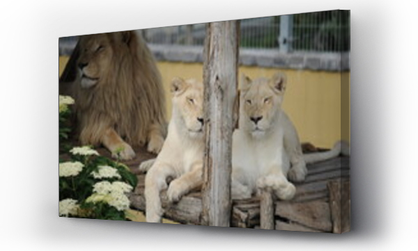 Lwy, zwierzęta, Zwierzęta dzikie