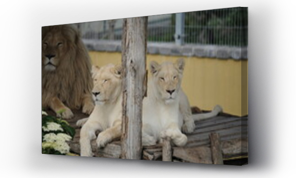 Wizualizacja Obrazu : #505539641 dzikie zwierz?ta, drapie?niki, lew, albinos,