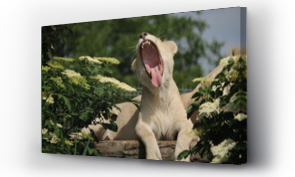 Wizualizacja Obrazu : #505539642 dzikie zwierz?ta, drapie?niki, lew, albinos,