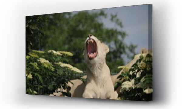 Wizualizacja Obrazu : #505539644 dzikie zwierz?ta, drapie?niki, lew, albinos,