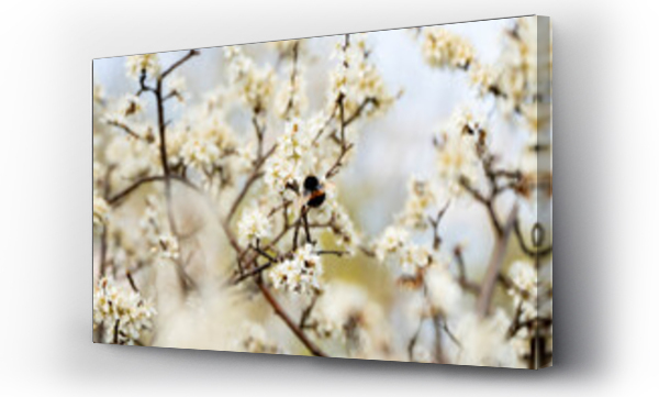 Wizualizacja Obrazu : #505766306 trzmiel, trzmiel na kwiatach, wiosenny trzmiel, trzmiel zapylaj?cy kwiaty ?liwki, bumblebee, bumblebee on flowers, spring bumblebee, bumblebee pollinating plum flowers,