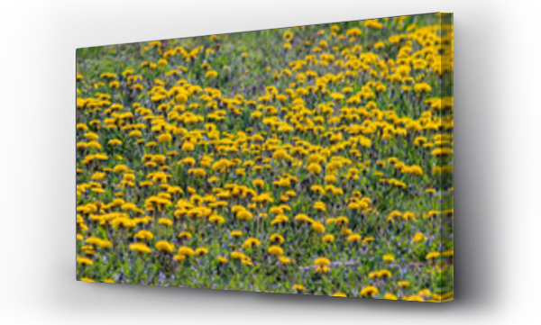 Wizualizacja Obrazu : #505766876 mlecze, mniszek lekarski, kwiaty mniszka, wiosna, kwitn?ce kwiaty mniszka, pszczo?y i mniszek lekarski, kwiaty wczesnej wiosny, dandelions, dandelions, dandelion flowers, spring, blooming dandelion fl