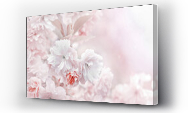 kwiat wiśni, Kwiaty, Kwiaty wiosenne