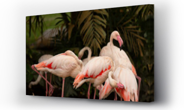 Wizualizacja Obrazu : #506121536 Group of exotic pink flamingos