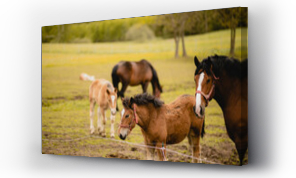 koń, wieś, zwierzęta