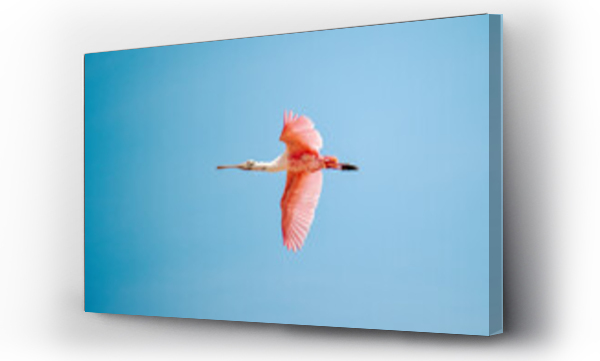 Wizualizacja Obrazu : #506543787 pink flamingo in flight at manaure la guajira colombia