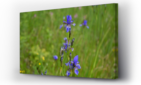 drzewo, Pejzarz, pejzaż