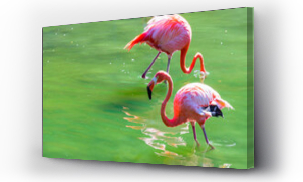 Wizualizacja Obrazu : #506873865 Two pink flamingos walk on water on a sunny day