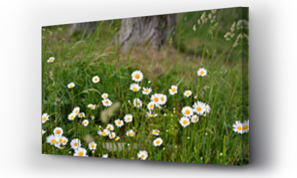 Wizualizacja Obrazu : #506875686 kwiat, drzewo, pejza?, ??ka, owad