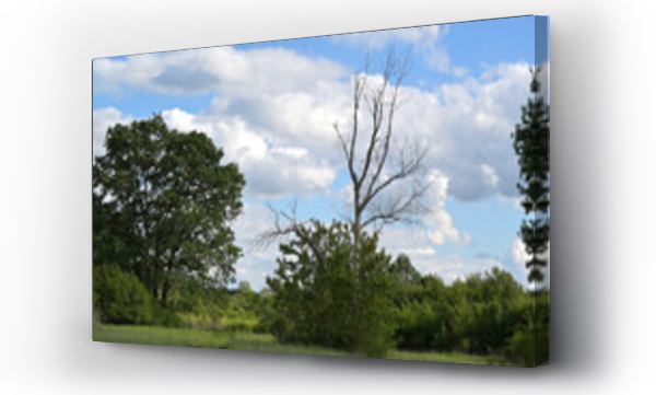 drzewo, Pejzarz, pejzaż