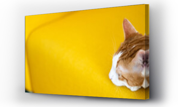 Wizualizacja Obrazu : #507603984 half ginger home cat is relaxing on yellow armchair, visible pet head only