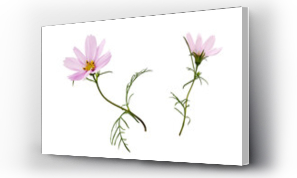 Wizualizacja Obrazu : #508709515 Set of pink cosmos flowers isolated
