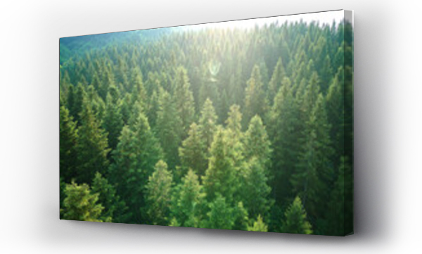 Wizualizacja Obrazu : #509417198 Aerial view of green pine forest with dark spruce trees. Nothern woodland scenery from above