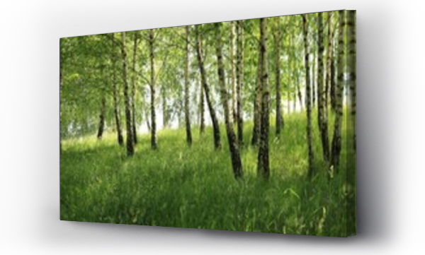 Wizualizacja Obrazu : #509602515 Zagajnik brzozowy