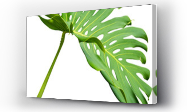 Wizualizacja Obrazu : #509907705 Monstera Leaf Plant Isolated