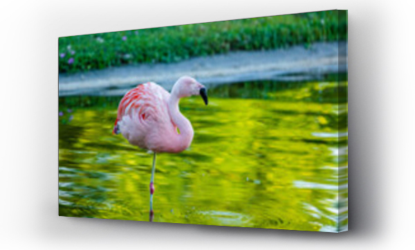 Wizualizacja Obrazu : #510974460 pink flamingo in water