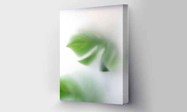 Wizualizacja Obrazu : #511544024 foggy background, blurry monstera leaf in white pair. out of focus